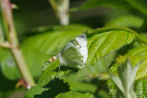 Réf. 181 832 : Pieris rapae